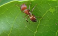 Camponotus robecchii rhodesianus