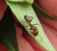 Camponotus robecchii rhodesianus