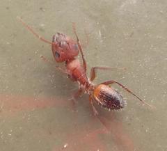 Camponotus robecchii rhodesianus