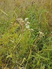 Achillea acuminata