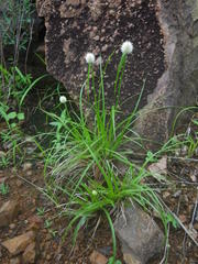 Cyperus cristatus