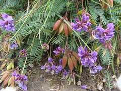 Oxytropis carpatica