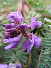Oxytropis carpatica