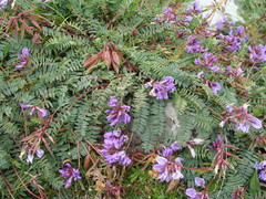 Oxytropis carpatica