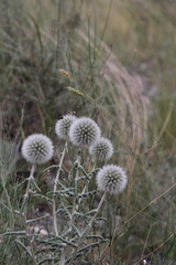 Echinops humilis