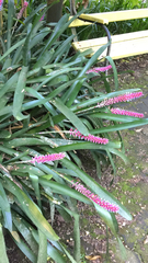 Aechmea gamosepala