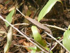 Trachylepis depressa