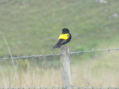 Euplectes capensis approximans
