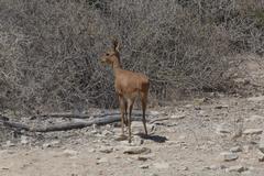 Raphicerus campestris steinhardti