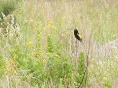 Euplectes capensis approximans
