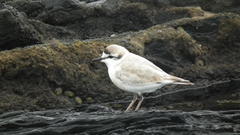 Charadrius marginatus arenaceus