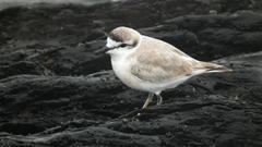 Charadrius marginatus arenaceus