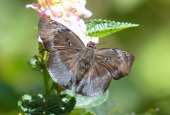 Tagiades insularis