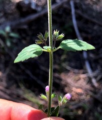 Mentha grandiflora