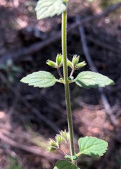 Mentha grandiflora