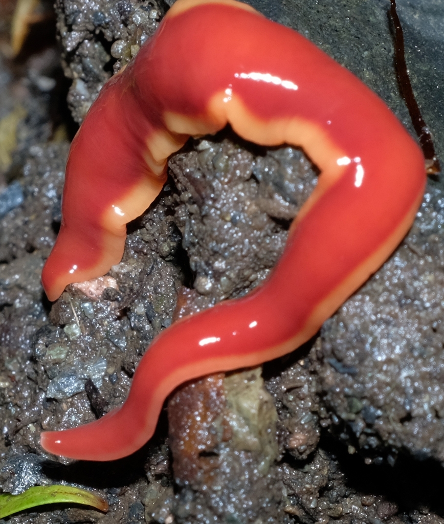 Arthurdendyus testaceus