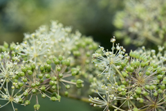 Aralia cordata