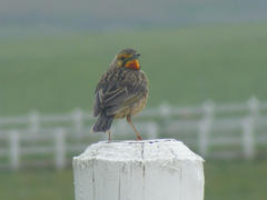 Macronyx capensis colletti