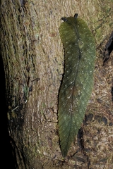 Pseudaneitea