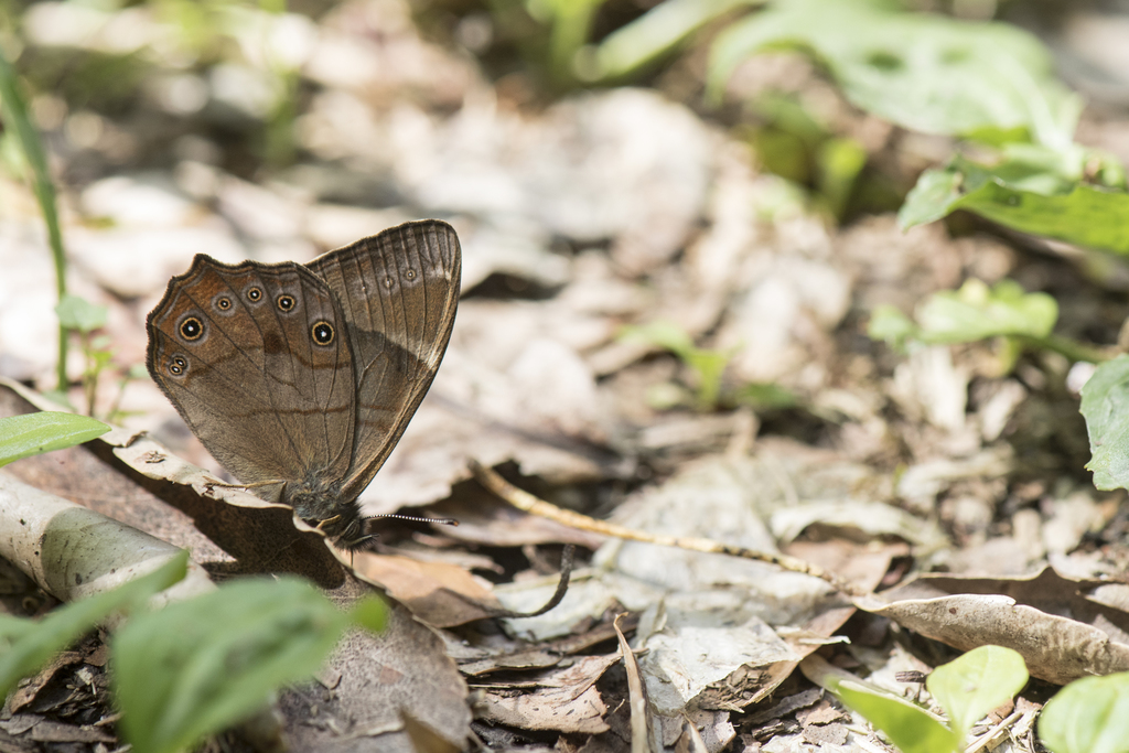 Common Forester