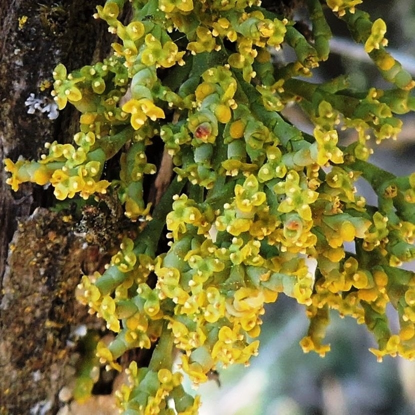 Arceuthobium oxycedri
