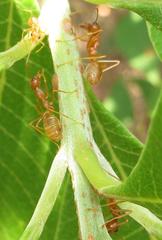 Oecophylla longinoda