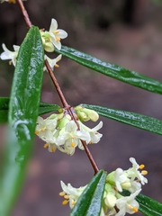 Pimelea axiflora