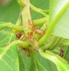 Oecophylla longinoda