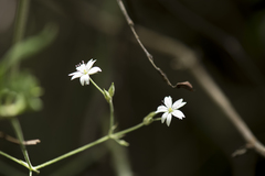 Cerastium morrisonense
