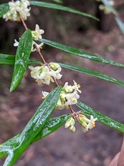 Pimelea axiflora