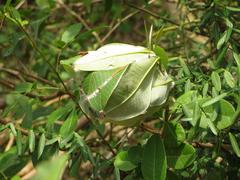 Oecophylla longinoda