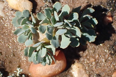 Othonna cacalioides