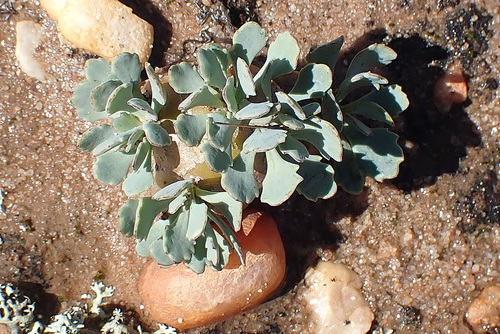 Image of Potato Babooncabbage (Othonna cacalioides) by no rights reserved