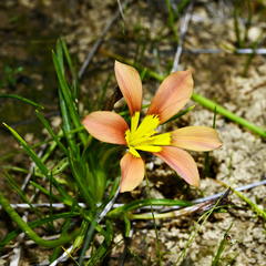 Moraea variabilis