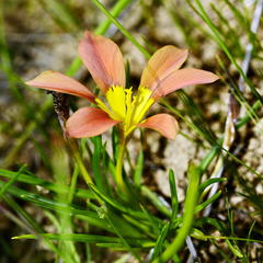 Moraea variabilis