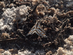 Anydraula glycerialis