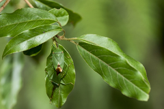 Urostylis blattiformis