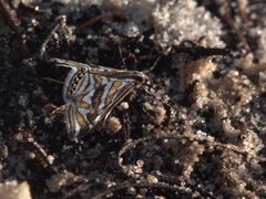 Anydraula glycerialis