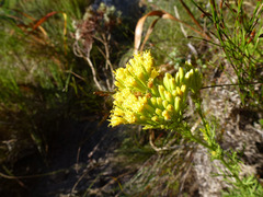 Senecio foeniculoides