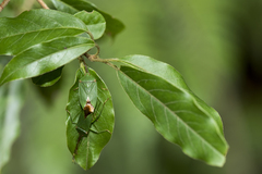 Urostylis blattiformis