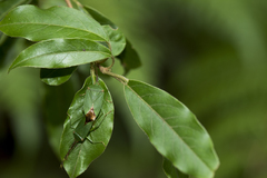 Urostylis blattiformis