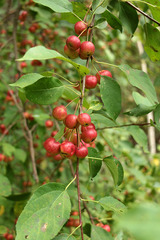 Malus × robusta