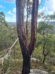 Corymbia gummifera
