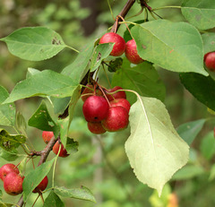 Malus × robusta