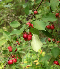 Malus × robusta