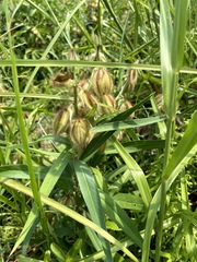 Crotalaria calycina