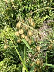 Crotalaria calycina