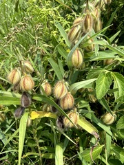 Crotalaria calycina