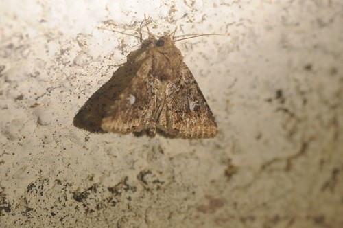 White-spotted Properigea Moth photo 5
