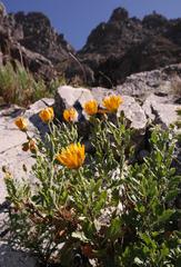 Dimorphotheca chrysanthemifolia